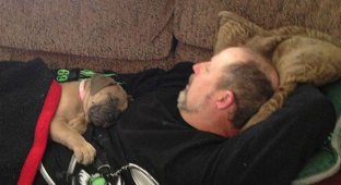Fathers who forbade bringing a dog into the house (16 photos)