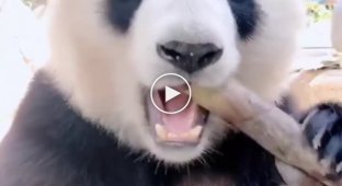 Панда с большим аппетитом ест бамбук