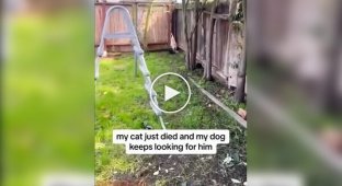 A dog is trying to find his cat friend who recently died.
