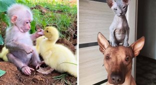 18 випадків, коли тварини знайшли собі друзів, які зовсім не схожі на них (19 фото)