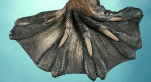 Animals that nature has endowed with the most unusual paws (15 photos)