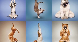 Собачья йога (10 фото)