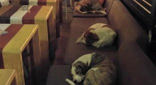 В греческом городе Митилини собакам разрешают спать прямо в кофейне (3 фото)