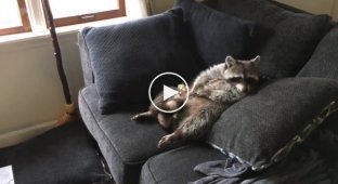 When your life is good! Raccoon eats popcorn and watches TV
