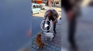 Мужчина предотвратил кошачью драку