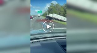 In the US, crayfish crawled along the road after an accident