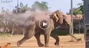 Слон, грабя частное жилище, наткнулся на собак и еле унес ноги