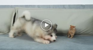 Дружба без границ: Смешной щенок и маленький котенок