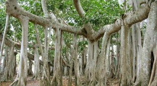 Великий баньян — это дерево со множеством стволов и самой большой кроной в мире (14 фото)