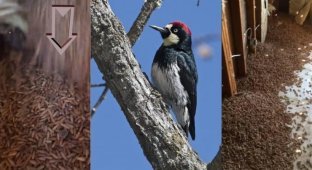A cunning woodpecker made thousands of food supplies in the pool (4 photos)
