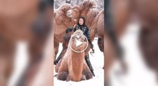 Professional camel riding is fascinating