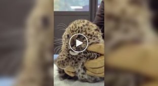 A baby leopard undergoes a veterinary examination