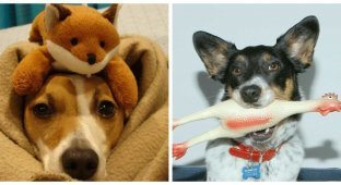 Dogs with their favorite toys (26 photos)