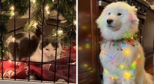 Animals that will show all the facets of the New Year's mood (19 photos)