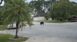 Медведь зашел в гости (5 фото)