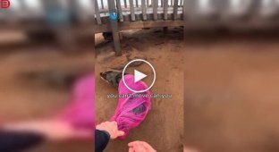 У Намібії врятували морського лева, що застряг у рибальській мережі