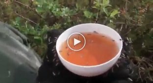 Как пить чай с комарами 