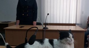 В Шевченковском райсуде Запорожья судили кота Ваську за кражу колбасы (4 фото)