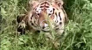 В Приморском крае тигр вышел из леса к людям
