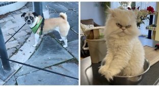 17 Emotional Pets Who Don't Have Life, They're Full of Drama (20 Photos)