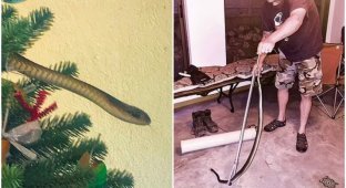 Сюрприз: семья из Кейптауна обнаружила на своей ёлке змею (5 фото + 1 видео)