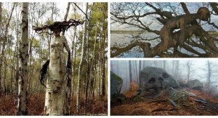 35 дивовижних та несподіваних знахідок у лісі (36 фото)