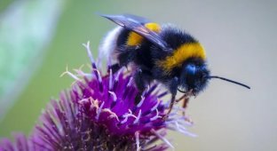Bumblebees: New Data on the Fantastic Intelligence of These Insects (6 photos)