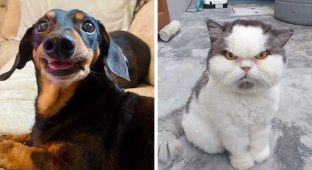 15 Pets Who Have Proved They Can Show Their Emotions Like Humans (16 Photos)
