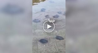 The turtles gathered to help a friend in trouble