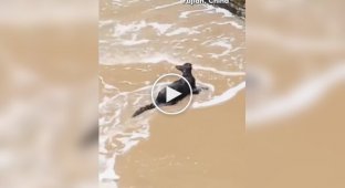 Очевидцы спасли кошку, упавшую в море