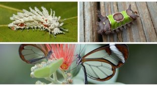 Природа удивительна: 19 превращений гусениц в бабочек (39 фото)