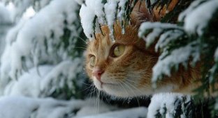 Зима и кошки (15 фото)