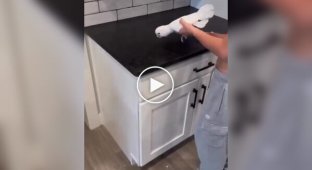 A parrot imitates the sound of a spray bottle