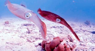 Кальмари - чим глибше, тим гірше (14 фото)