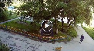 В Красноярском крае автоледи на Лексусе наехала на собаку и скрылась