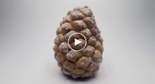 300 дней роста семечки