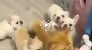The cat barely took his paws away from restless puppies