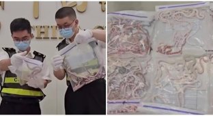 A Chinese man tried to illegally transport about 100 snakes in his pants (2 photos + 1 video)