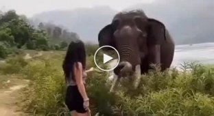 В Индии слон доходчиво объяснил женщине где ее место