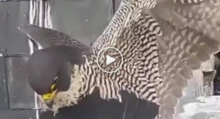 When the dove activated immortality mode
