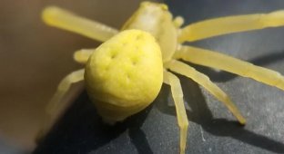 Нагадує краба: жовті павуки з унікальною здатністю вторгаються у будинки людей (3 фото)