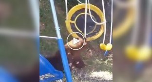 The bear sat comfortably on a swing