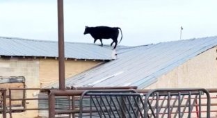 The cow somehow ended up on the roof of a farm in Utah (5 photos + 1 video)