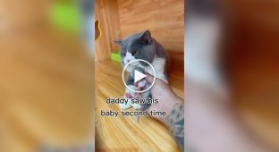 Реакция кота на своего детеныша