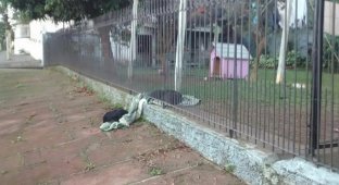 A pet dog shared his blanket with a freezing stray dog (6 photos)