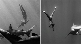 Бельгийская модель Playboy снялась обнажённой с акулами-людоедами (6 фото)