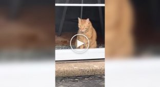 Черепаха шокировала кота
