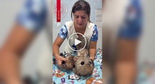 Бразильські пожежники врятували велетенського козодоя