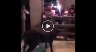 Бык неожиданно потерял поднятого на рога экстремала в Испании