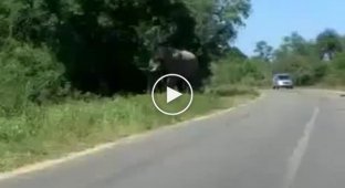 Атака слона